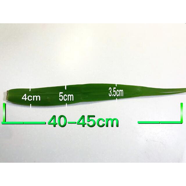 【無添加】粽の葉　ちまき　葦の葉　ちまき用 100枚 粽叶　粽子叶 食品/飲料/酒の食品(その他)の商品写真