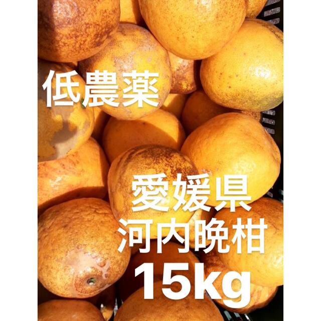 愛媛県産 低農薬 宇和ゴールド 河内晩柑 柑橘 15kg