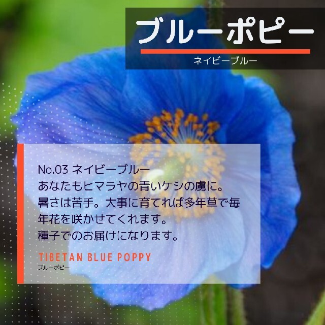 ネコポス　ブルーポピーNo.3☆ネイビーブルー☆　種子20粒 ハンドメイドのフラワー/ガーデン(その他)の商品写真