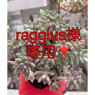 多肉植物　姫秋麗❣️もりもり　美苗　抜き苗(その他)