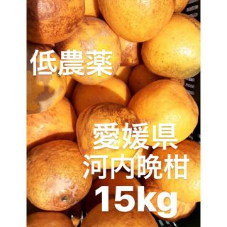 愛媛県産　低農薬　宇和ゴールド　河内晩柑　柑橘　15kg(フルーツ)