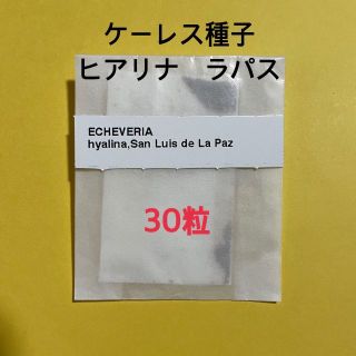 多肉植物 種子 ヒアリナラパス エケベリア 30粒 ケーレス(その他)