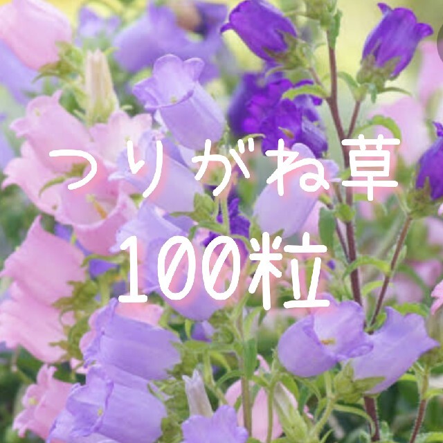 【つりがね草のタネ】100粒 種子 種 カンパニュラ 花 その他のその他(その他)の商品写真