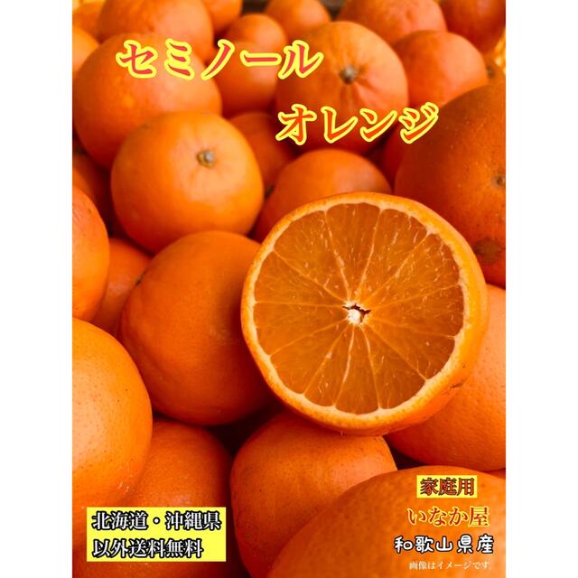 残り１つ‼️セミノール  オレンジ　みかん　家庭用　セール　早い者勝ち‼️ 食品/飲料/酒の食品(フルーツ)の商品写真