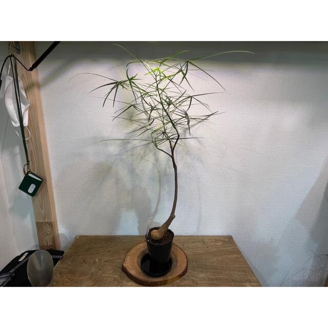 (希少植物)ボトルツリー(ブラキキトンルペストリス)高さ70cm
