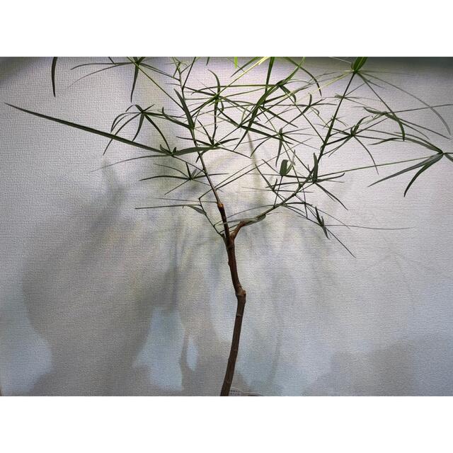 (希少植物)ボトルツリー(ブラキキトンルペストリス)高さ70cm ハンドメイドのフラワー/ガーデン(その他)の商品写真