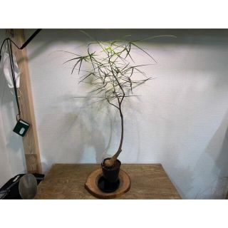 (希少植物)ボトルツリー(ブラキキトンルペストリス)高さ70cm(その他)