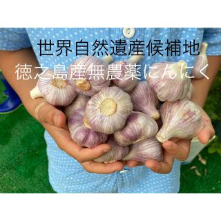 無農薬　にんにく　1キロ　徳之島産　新鮮 ニンニク 島にんにく(野菜)