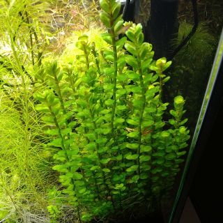 ロタラSPボンサイ3本(アクアリウム)