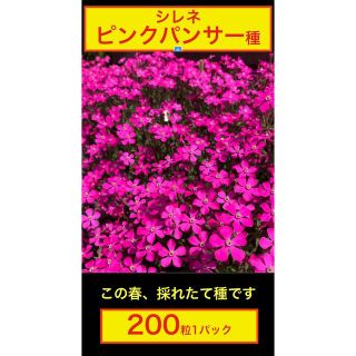 シレネピンクパンサー種　200粒(その他)