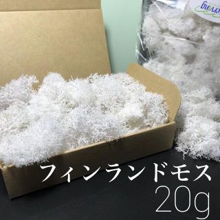 フィンランドモス 白  小分け　20g  大地農園(プリザーブドフラワー)