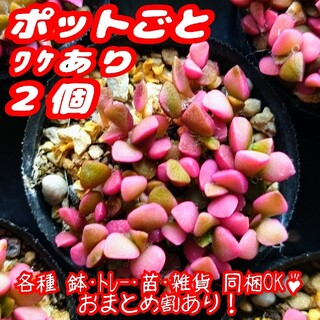 ﾜｹあり【ポットごと】桜吹雪×2個 多肉アナカンプセロス紅葉 プレステラ プラ鉢(その他)