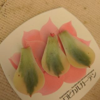 多肉植物　ルノーディーン葉挿し3枚(その他)