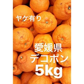愛媛県　デコポン　柑橘　5kg(フルーツ)