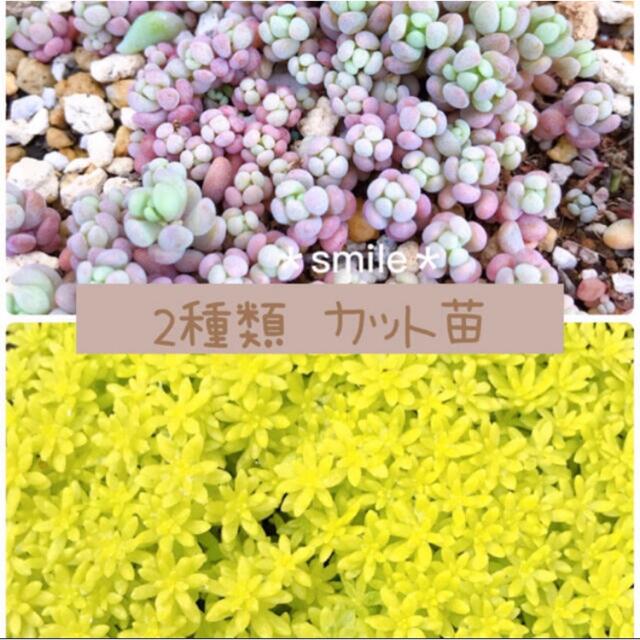 多肉植物　人気セダム　2種類　カット苗 ハンドメイドのフラワー/ガーデン(その他)の商品写真