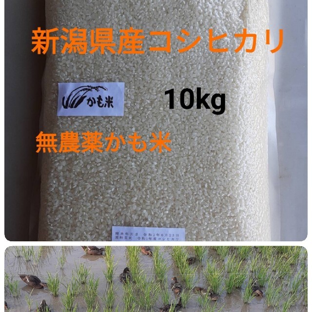 無農薬米新潟県産コシヒカリ10k美味しいお米