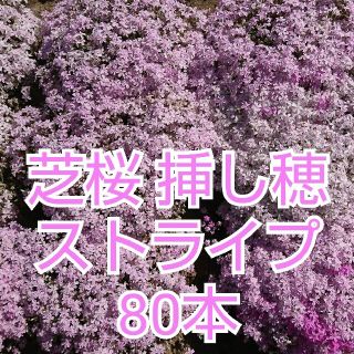 芝桜 挿し穂 ストライプさ80本(その他)