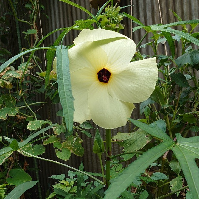 Pica様専用 花オクラ(トロロアオイ) 種 50粒 ハンドメイドのフラワー/ガーデン(その他)の商品写真