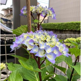 黒軸　ブルーの紫陽花苗　(その他)