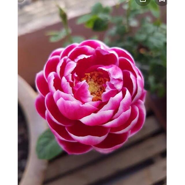 バラ苗　レア薔薇　珍しいバラ 3D