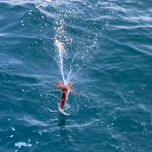 魚介富山湾 採りたてスルメイカの船上干し24枚入＋沖メバルおまけ付き