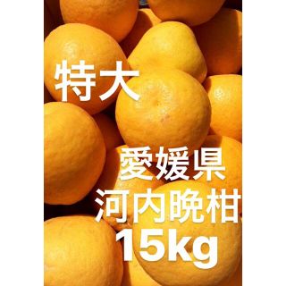 愛媛県産　特大　河内晩柑　宇和ゴールド　柑橘　15kg(フルーツ)