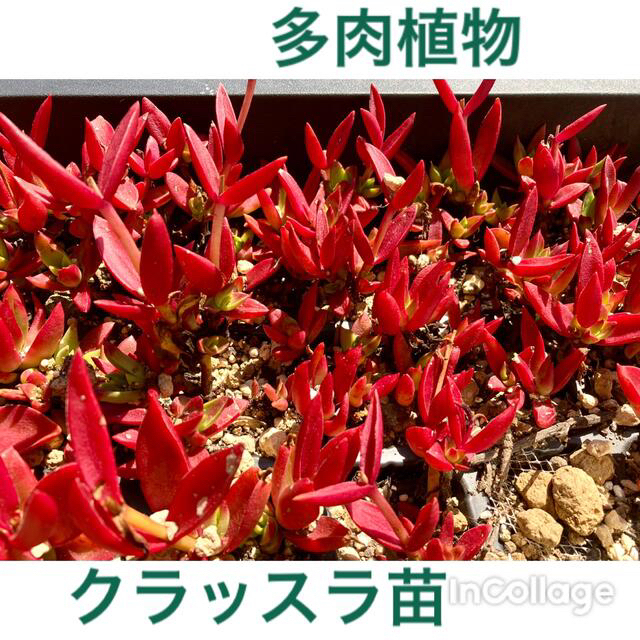 多肉植物　赤いクラッスラ　寄植え　抜き苗　カット苗　根付き苗 ハンドメイドのフラワー/ガーデン(その他)の商品写真