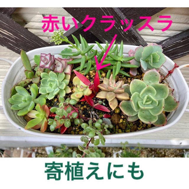 多肉植物　赤いクラッスラ　寄植え　抜き苗　カット苗　根付き苗 ハンドメイドのフラワー/ガーデン(その他)の商品写真