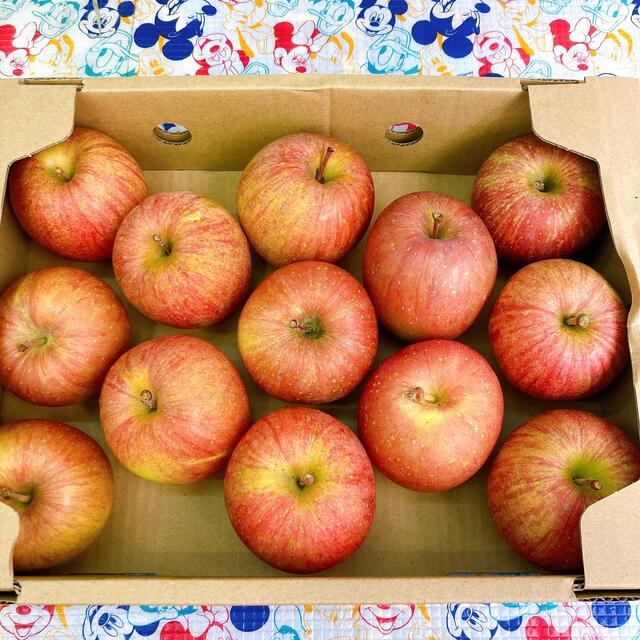 青森県産りんご  サンフジ 食品/飲料/酒の食品(フルーツ)の商品写真