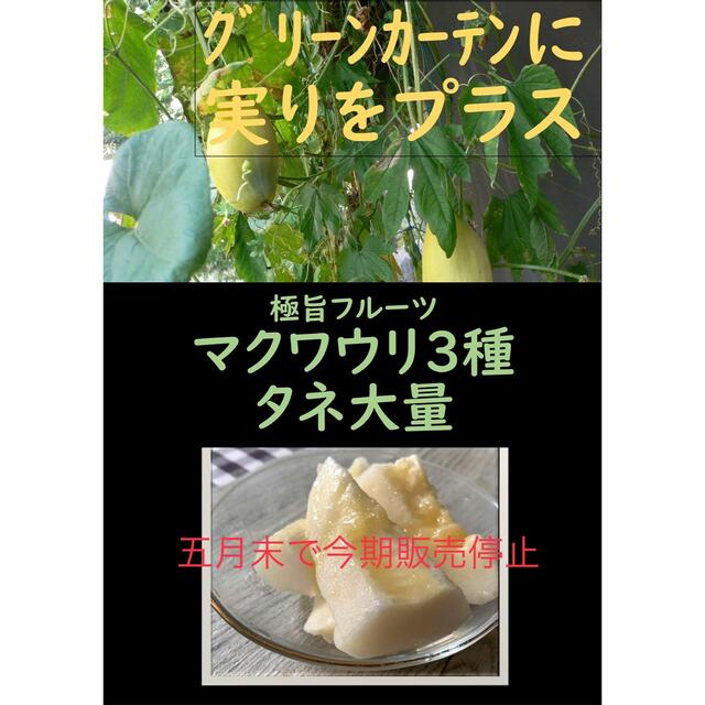 夏の思い出の味に マクワウリ3種+おまけ家庭菜園 メロン グリーンカーテンの間に 食品/飲料/酒の食品(フルーツ)の商品写真