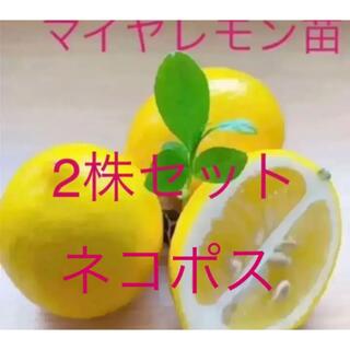 マイヤレモン赤ちゃん苗4cmポット入り2株セット(その他)