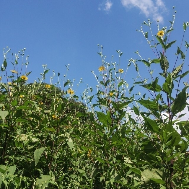 お得ななめらか菊芋パウダー5袋セット(農薬化学肥料不使用)