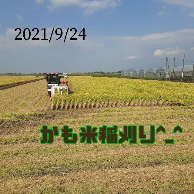 無農薬米新潟県産コシヒカリ20k　米/穀物