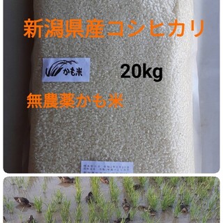 無農薬米新潟県産コシヒカリ20k(米/穀物)