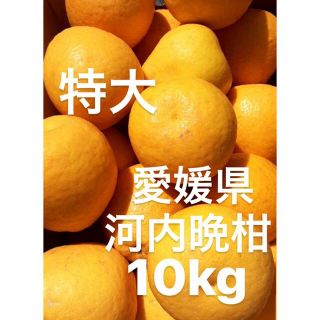 愛媛県産　特大　河内晩柑　宇和ゴールド　柑橘　10kg(フルーツ)