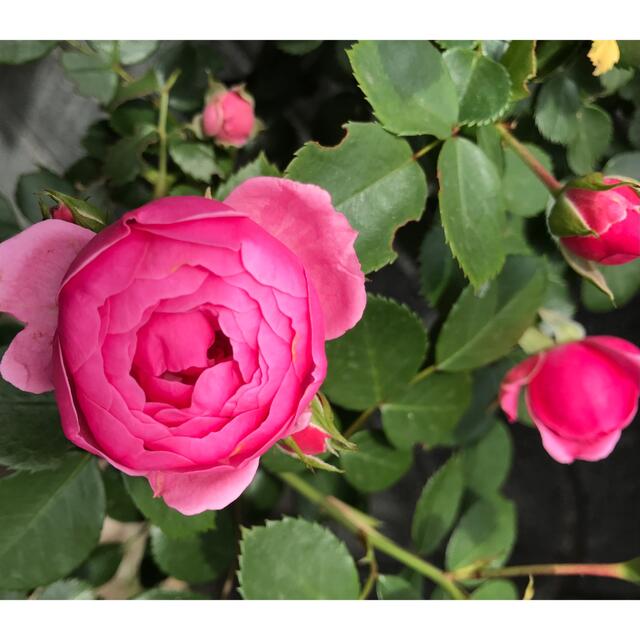リンゴの香り　濃いピンクのつるバラ苗 ハンドメイドのフラワー/ガーデン(その他)の商品写真