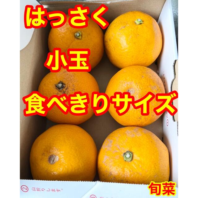 八朔　木なり完熟　1kg以上　6〜8玉 食品/飲料/酒の食品(フルーツ)の商品写真