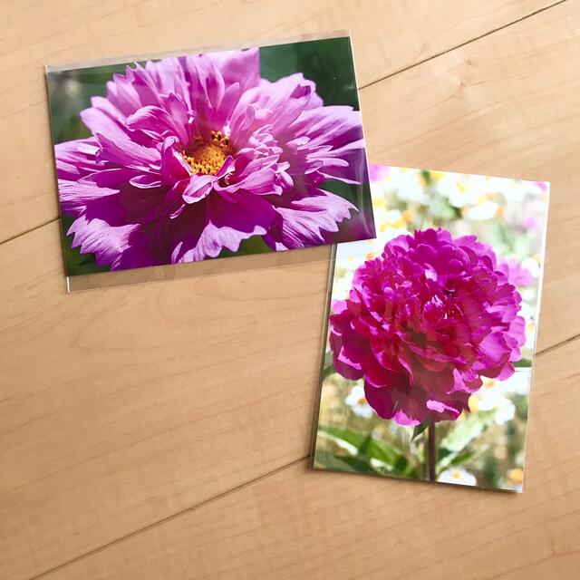 コスモス　秋桜　芍薬　シャクヤク　花　写真　ポストカード　葉書　ハガキ　同梱無料 エンタメ/ホビーのコレクション(使用済み切手/官製はがき)の商品写真