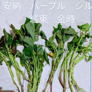 サツマイモ苗　各3本計15本　銘柄は商品説明に(野菜)