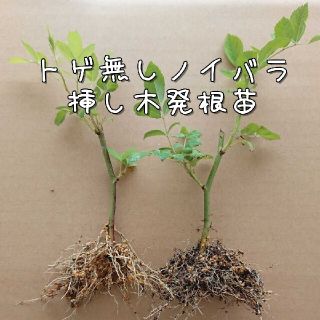 バラ苗【トゲ無しノイバラ 2苗】挿し木発根苗(その他)