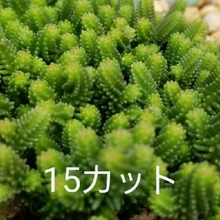 多肉植物【サクサグラレモスグリーン】カット苗(その他)