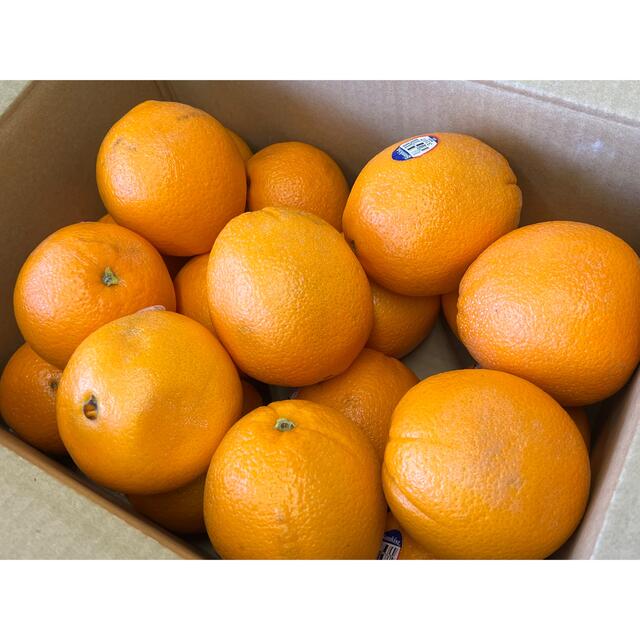 オレンジ　5kg 食品/飲料/酒の食品(フルーツ)の商品写真