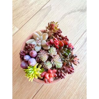 始めるなら今の時期‼️多肉植物＊紅葉タイプ品種♡A＊カット苗(その他)