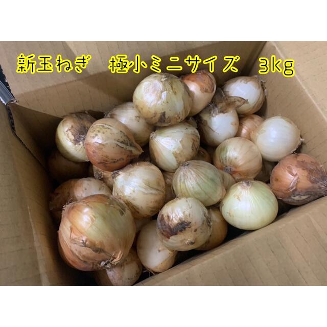 新玉ねぎ 極小ミニサイズ 静岡県浜松産 3kg 食品/飲料/酒の食品(野菜)の商品写真