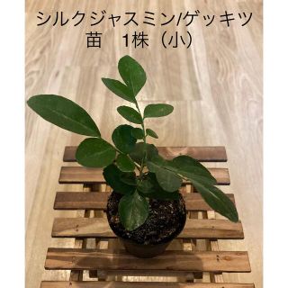 シルクジャスミン/ゲッキツ　苗　1株（小） 観葉植物　インテリア　庭木(プランター)