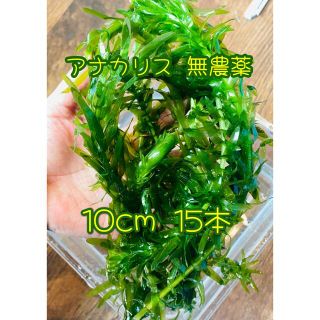 アナカリス 10cm 15本 無農薬(アクアリウム)