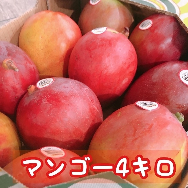 とろ甘♪ アップルマンゴー 10玉前後 4kg プリン マンゴー 生 コストコ 食品/飲料/酒の食品(フルーツ)の商品写真