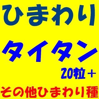 ひまわりの種セット✺大型種コング20粒+大型種タイタン20粒+ひまわり6種セット(その他)