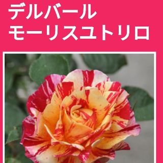 薔薇挿し木苗用　バラ挿し穂　デルバール　モーリスユトリロ(その他)