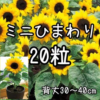 【ミニひまわりのタネ】20粒 種子 種 テーブルひまわり ヒマワリ 向日葵 花